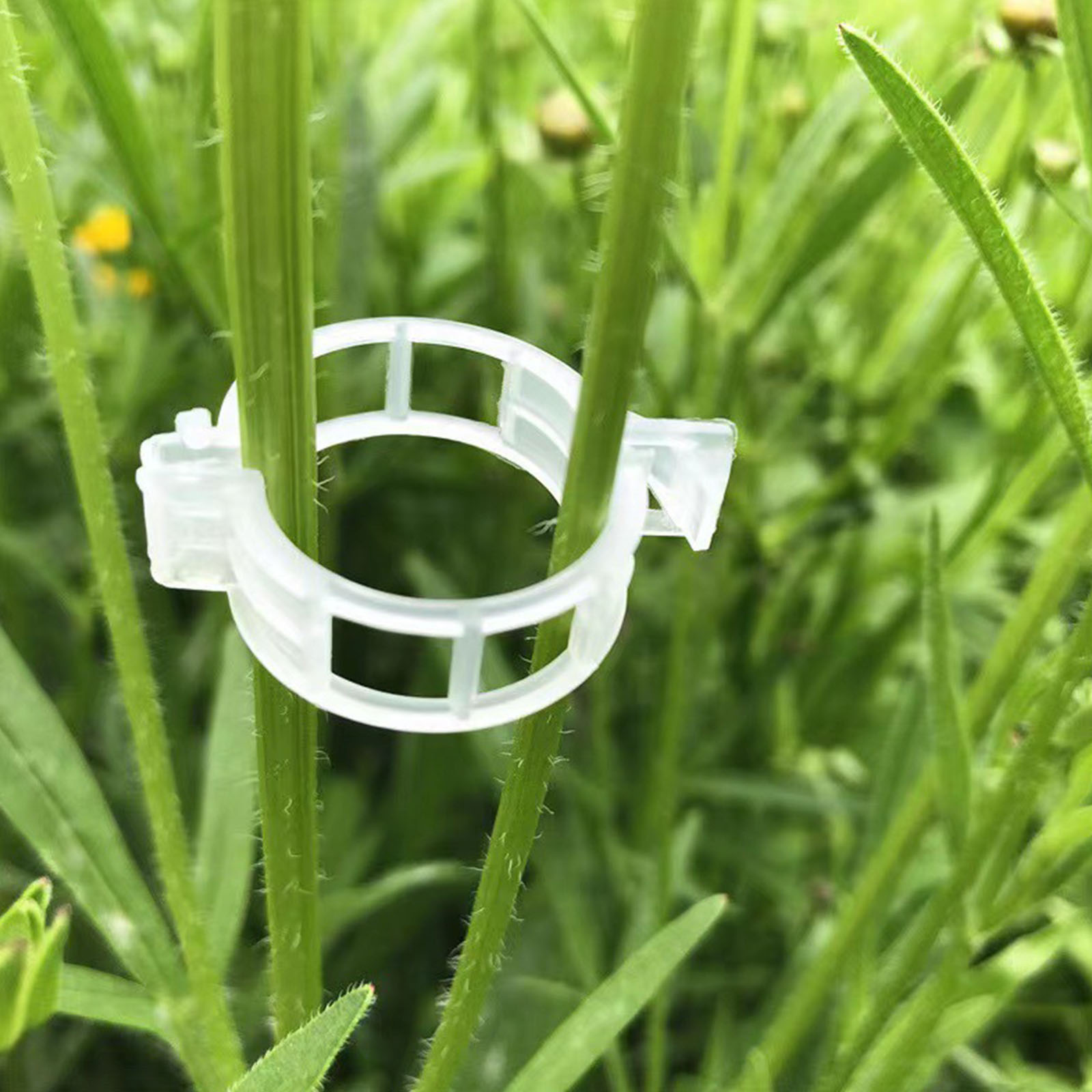Klip Tanaman Plastik yang Aman - Vine Climbing Plastic ulasan dan harga